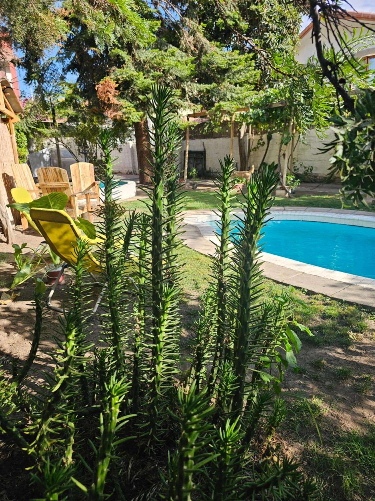La Araucaria Cabana Con Tinaja San Felipe Luaran gambar